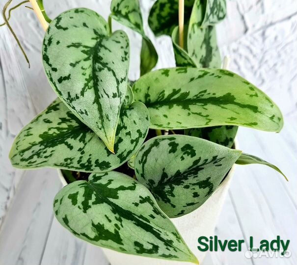 Сциндапсус Silver Lady