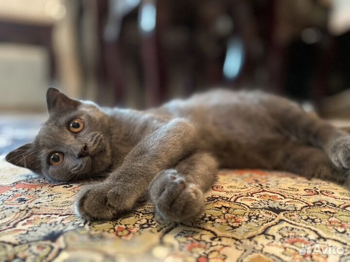 Британская кошка