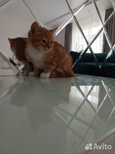 Кошка рыжая с белой грудкой 3 мес