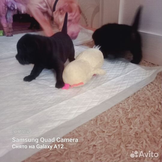 Щенки шарпея