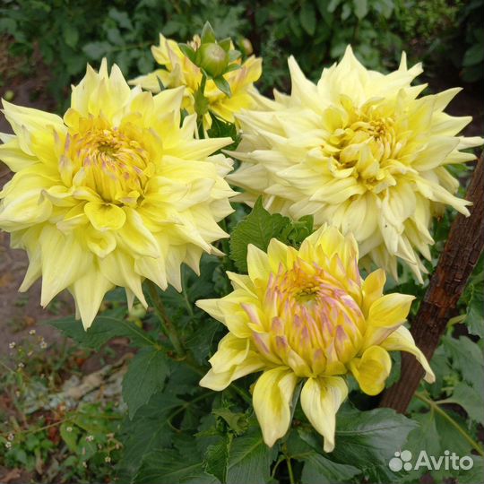 Георгины клубни