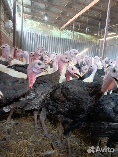 Индюки подрощенные