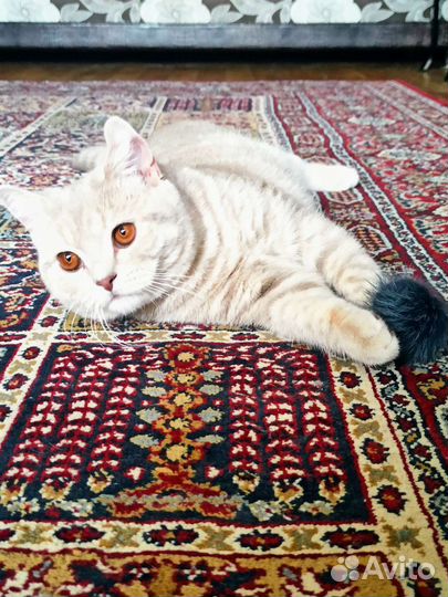 Кот британец