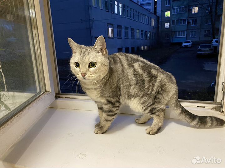 Найдена британская кошка