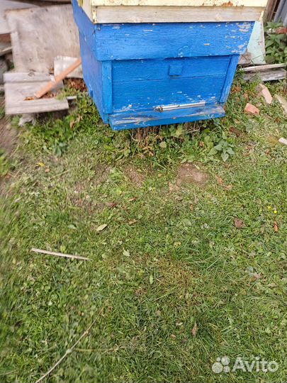 Продам пасеку