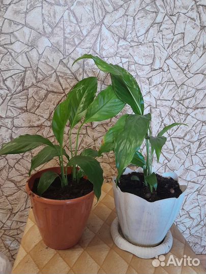 Спатифиллум