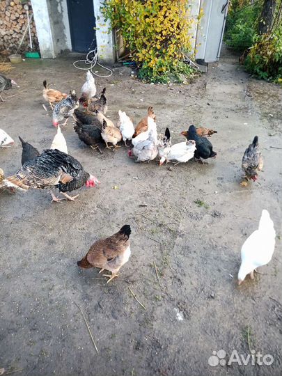 Куры несушки