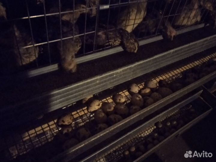 Перепела, И/Я