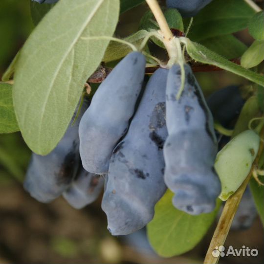 Жимолость Синий Утес, саженцы окс, Сады Урала