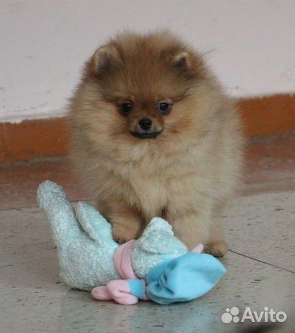 Шпиц померанец, медвежонок