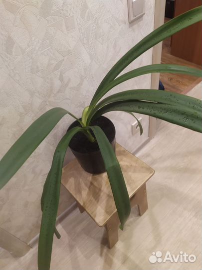 Кливия