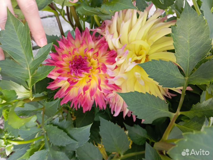 Георгины клубни