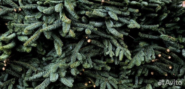 Ель Премиум Банчи Нордмана с доставкой