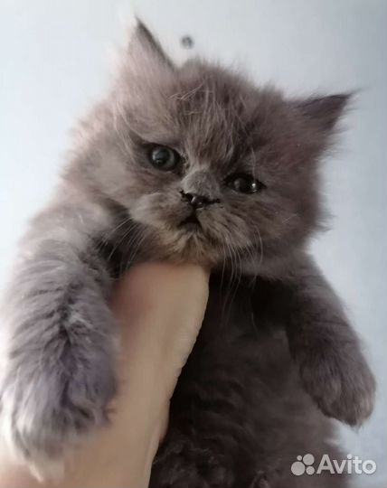 Британские котята