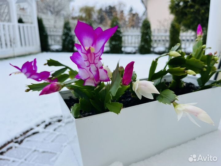 Декабрист шлюмбергера