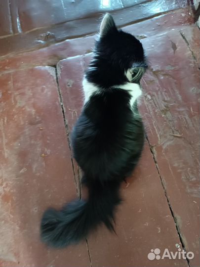 Найден котик