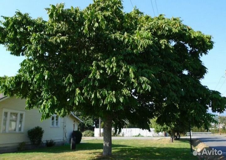 Орех маньчжурский Высота от 200см