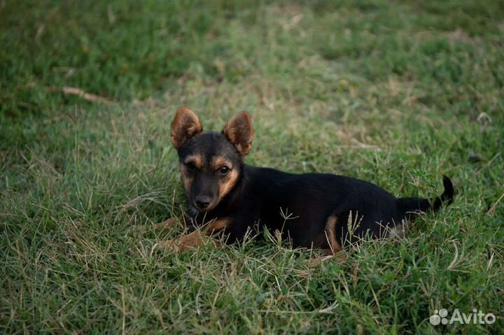 Собака в добрые руки отдам бесплатно