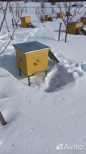 Продам пчелосемьи