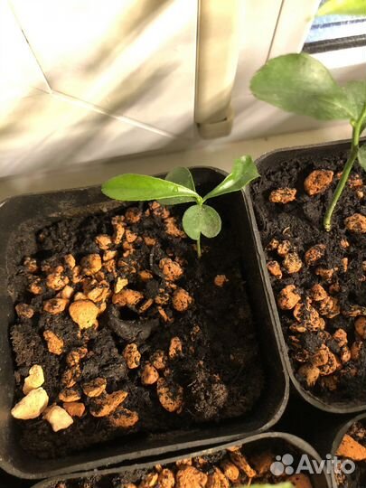 Апельсин красный