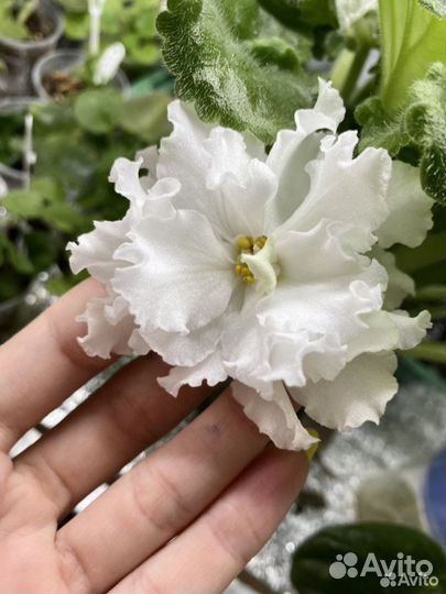 Сортовые фиалки