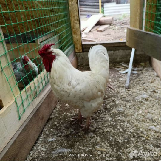 Инкубационное яйцо пушкинской породы