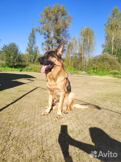 Немецкая овчарка вязка