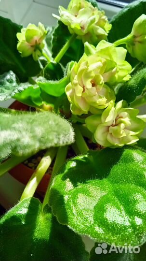 Фиалка в горшках