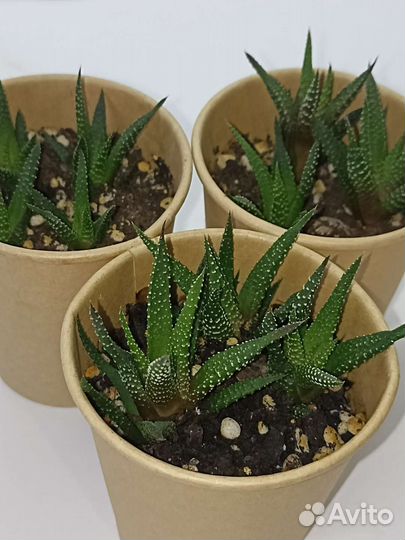 Растения (несколько видов)