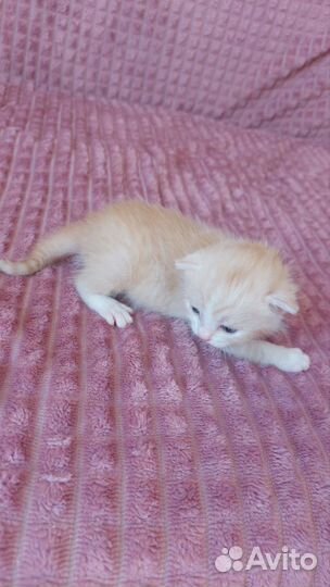 Кошки в добрые руки