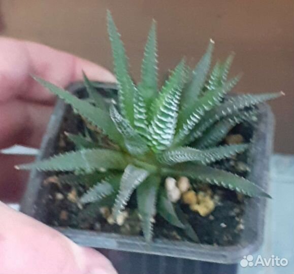 Алоэ, хавортия