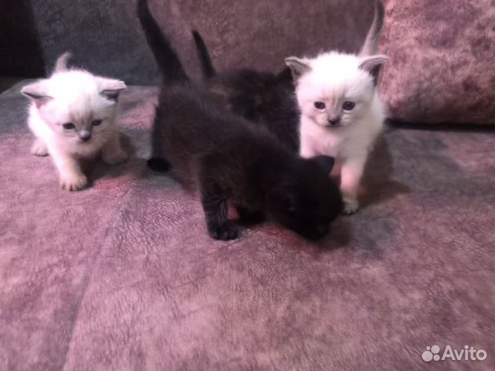 Продам Шотландских котят