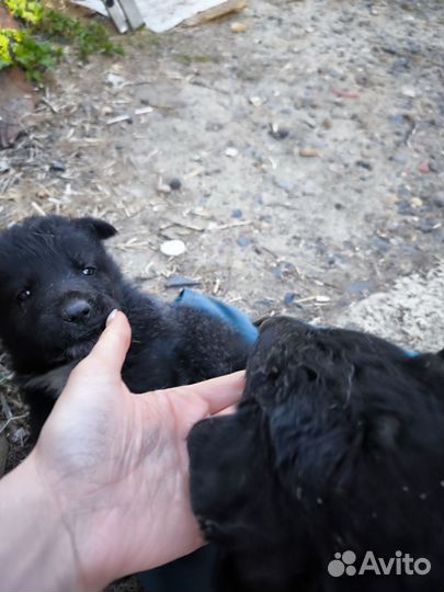 Немецкая овчарка