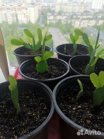 Рипсалидопсис