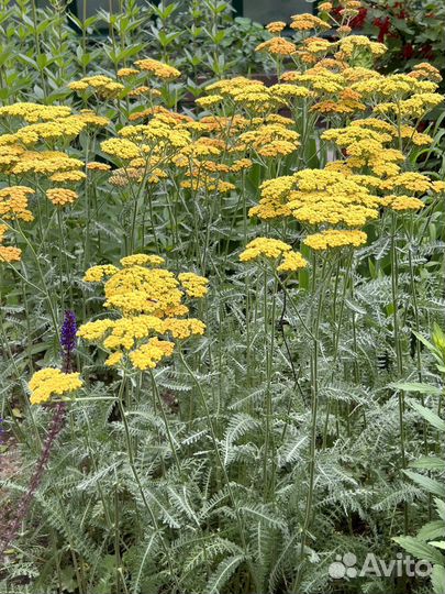 Тысячелистник сорт Терракота