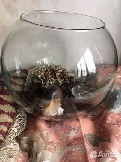 Улитки ахатины