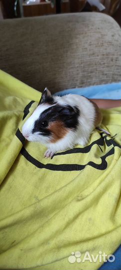 Морские свинки