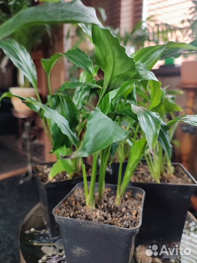 Спатифиллум