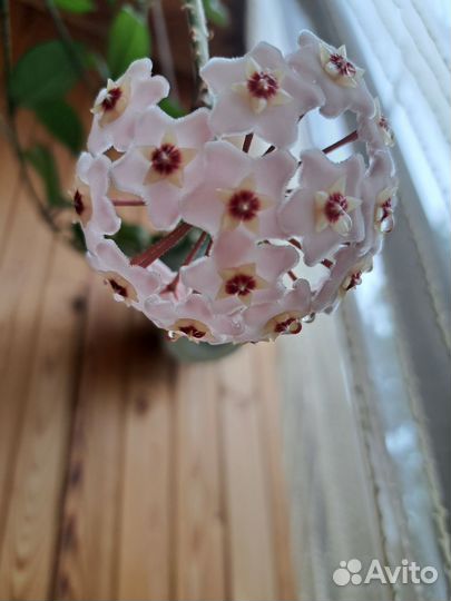 Хойя Карноза