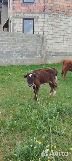 Коровы и телята