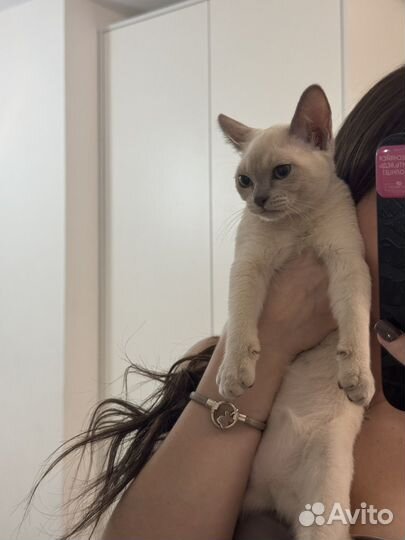 Бурманская лиловая