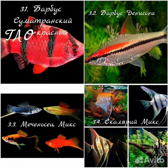 Аквариумные рыбки и растения. Опт/Розница