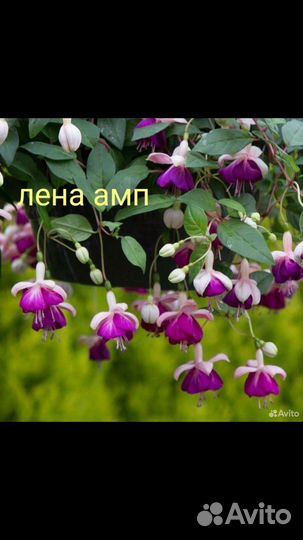 Фуксия, пеларгония