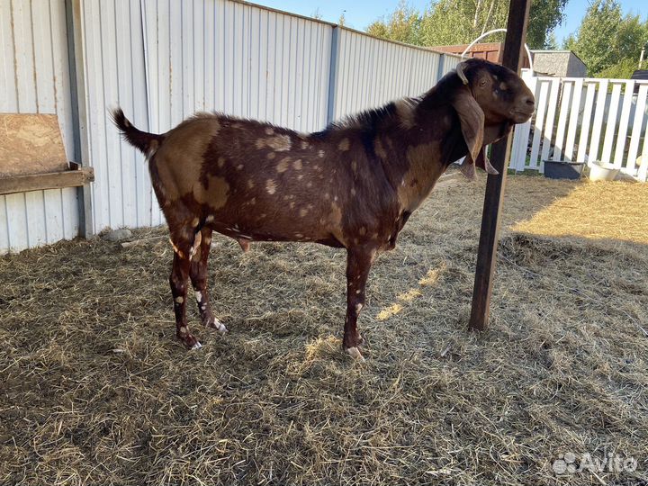 Козы нубийские и альпийские