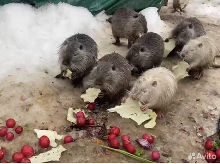 Домашние нутрии