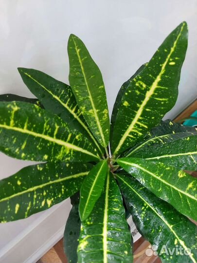 Кротон пестролистный очень красивый