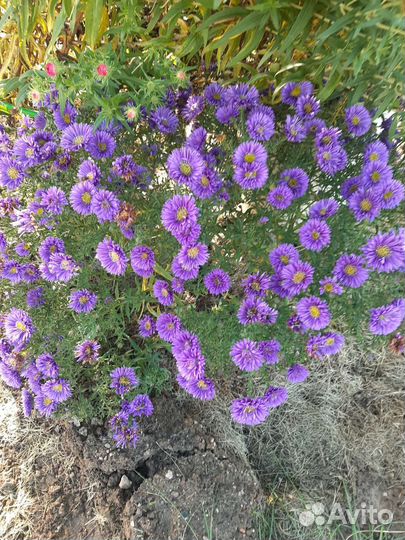 Гелениум, ирис