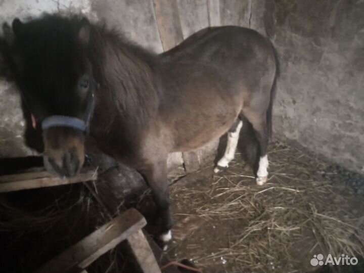 Пони жеребец