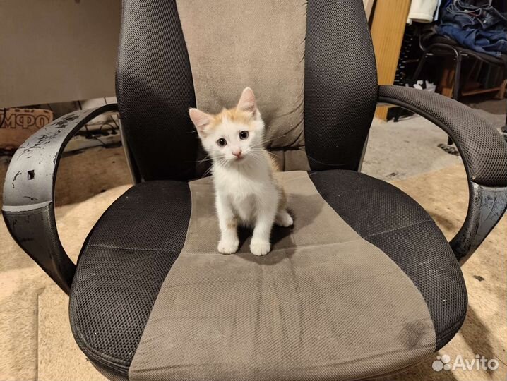 Котята бесплатно