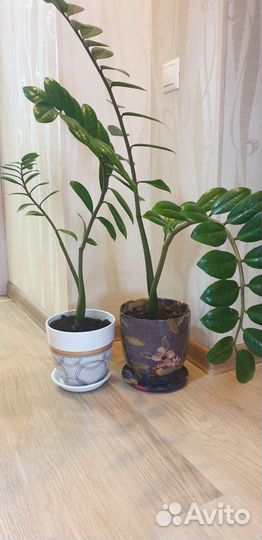 Замиокулькас